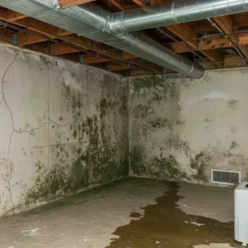 Professional Mold Removal in Itasca, IL